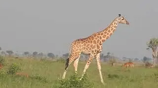Giraffe Gait: Adult Female 2: Skin Disease, No Snare Wound