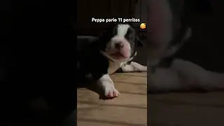 Mi perrita pario 11 perritos!!🐶🐶🐶🐶🐶🐶🐶🐶🐶🐶🐶