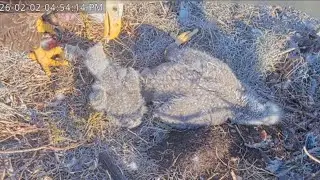 Winter Park Eagle Cam Florida - To był dobry dzień dla maluszka 🦅🐥🥰🐥