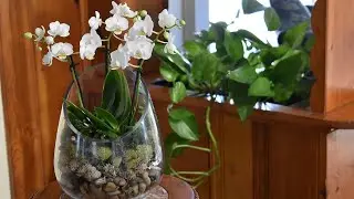 Orchid Terrarium // Mini Phalaenopsis Orchid Open Terrarium DIY //Northlawn Flower Farm