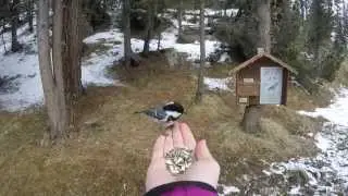 V&ouml;gel aus der Hand f&uuml;ttern
