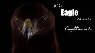 The  Best eagle attack