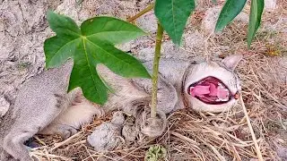 STREET CAT VIDEOS 2025 || cat fight compilation 2025 #funnyanimals ##crazycats #comedy #streetcats 