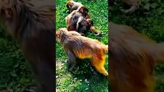 Poor Baby Animals 🐵 Funny Monkey and Cute animal Compilation | Loros Adorables Recopilaci&oacute;n#shorts