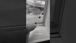fly apocalypse
