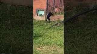Cachorrinho desesperado pra entrar deixaram pra fora