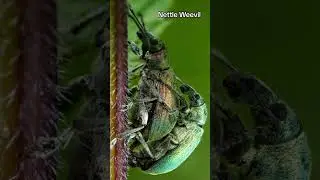 #macro #macrophotography #macrophoto #insectphotography #insect