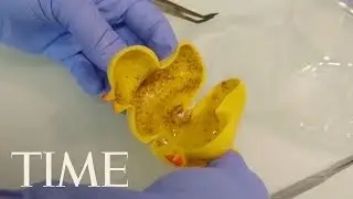 The Adorable Rubber Ducky May Actually Be A Haven For Nasty Bacteria, Scientists Say | TIME