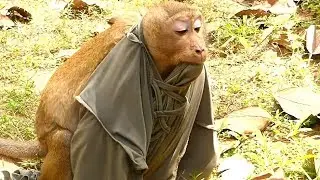 Did You See Sweet Pea Monkey Dress TSHIRT| Easy Sweet Pea Walking | Best Funny Video | Monkey Crying