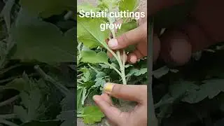 growing chrysanthemum cuttings #plants #gardening #odiasong #odia #sebati #odisha #viral #shorts