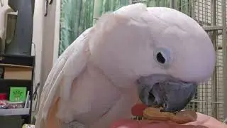 A Cockatoo Breakfast - Peanuts 🥜 & banana 🍌 
