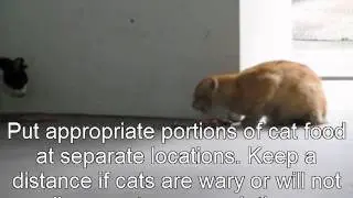 How to feed stray and community cats