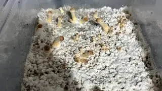 How To Rehydrate Your Cake For Your Next Mushroom Flush!