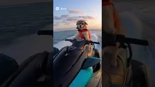 #sora #viralvideo #nature #animals