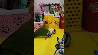 RIO Playing with Her Friends 🦜  Cute Sun Conure Bird Moments, My Smart Parrot, Beautiful Birds