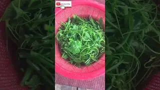 Chayote/ Squash leaves curry 🥗🍛 \iskus munta curry 😋😋😱😱 #shorts #village #youtubeshorts #recipe