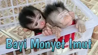 Bayi Monyet Imut