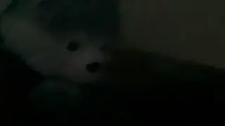 SharkWolf falls off the edge&hellip;