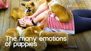 Super Sweet Puppy Emotions