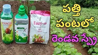 Second spray in cotton crop| bouncer | biovita x | n.p.k 19.19.19 |cotton crop | agriculture...