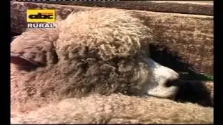 Cedr&oacute;n Paraguay como cultivo alternativo (ABC RURAL)