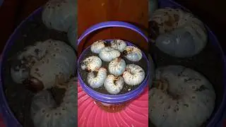 scary!! nine beetle larvae came out of the ground at the same time #shorts