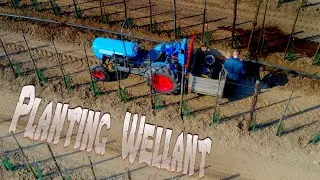 Planting Wellant apple trees