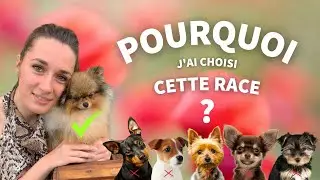 🐶 Pourquoi choisir un Spitz Nain ? 🐾 : ✦ 100% #POMERANIAN #chihuahua #loulou de Pom&eacute;ranie