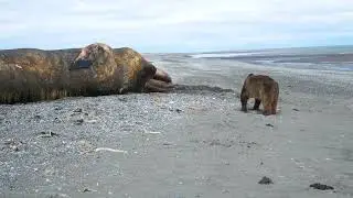 Multiple Grizzly Bears Eating a whale carcass 2021