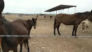 Peaceful Valley Donkey Rescue