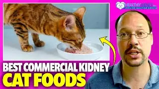 Список лучших кормов для кошек при заболеваниях почек | Коммерческий корм для кошек при заболеван...