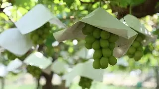 Countryside Stay Japan［Yamanashi,Koshu/Yamanashi］