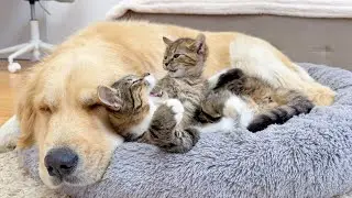 Tired Golden Retriever + Playful Kittens = Adorable Chaos!!