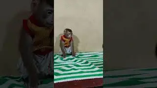 Sweet Baby Monkey Trio Adventures #animals #monkey #cute