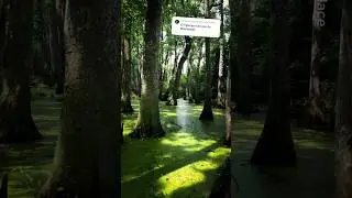 Places in Mississippi that don't feel real 🇺🇸🤯 #travel #adventure #explore #nature #mississippi