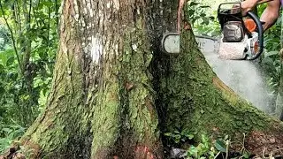 Felling 3 mahogany tree.