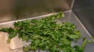 How To Clean Mint Leaves