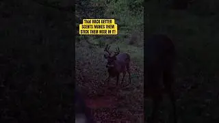 STICKING HIS NOSE IN IT! #bowhunting #viral #hunting #florida #shorts #outdoors #bucks #short