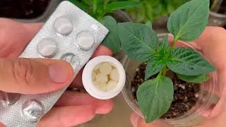 3 Таблетки Под Любую Рассаду и Она Коренастая и Прет Во Всю На Глазах! Проверенный Рецепт Подкормки