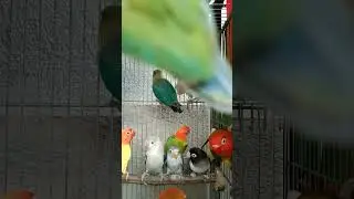 Lovebird | Colony #birds  #africanlovebird #fischer #hobby #bird  #pets #youtubeshorts #shorts