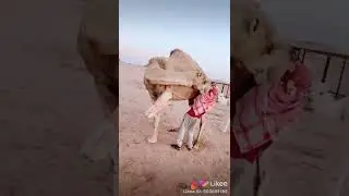 Camel angry and attacking on milking
