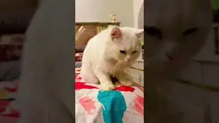 Pyar hone laga hai&hellip;.🥰#cat version #romantic #Hindi #song #lyrics  💕#love #song #viralvideo 