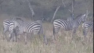 Grazing zebra