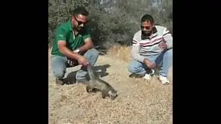 Civet Cat Rescue
