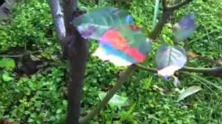 Light emitting plant