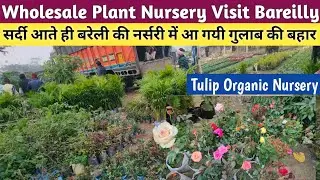 Wholesale Plant Nursery Visit Bareilly🌹Rose Plant Nursery Visit Bareilly🌹Nursery Visit🌹