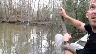 Diamondback Water Snake