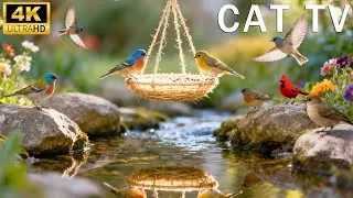 Cat TV for Cats: Watch Birds in the Garden | Endless Cat Entertainment & Stimulating Video for Cats
