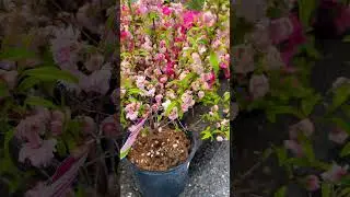 Prunus japonica             #flower #beautiful #love #youtube #hcococ #hcocochannel