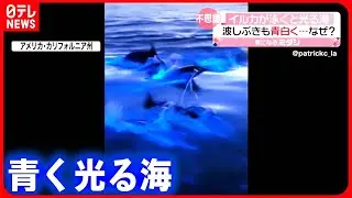 【なぜ？】イルカが泳ぐと…青く光る海  波しぶきも青白く…  アメリカ・カリフォルニア